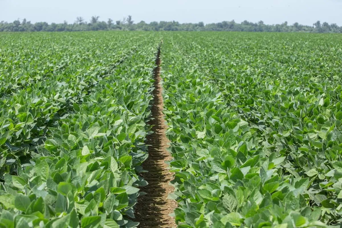 thâm canh cây trồng nông nghiệp, phân bón nuôi dưỡng đất